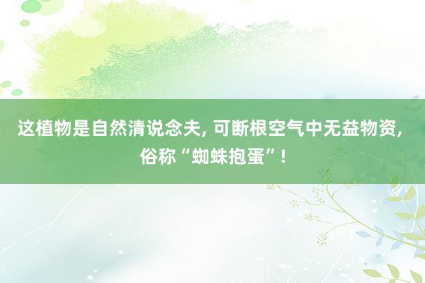 这植物是自然清说念夫, 可断根空气中无益物资, 俗称“蜘蛛抱蛋”!